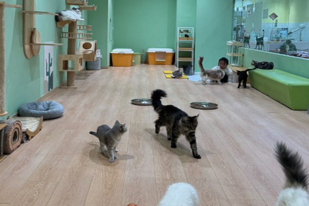 Let Pet Dogs Spend a Comfortable Summer