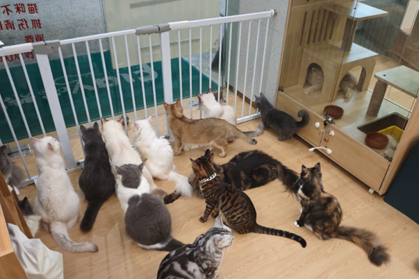 The Pet Industry May See an Outbreak in the Next Decade, with a Market Size Reaching Hundreds of Billions