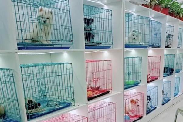 Swiss pet products market analysis: Experience and environmental protection